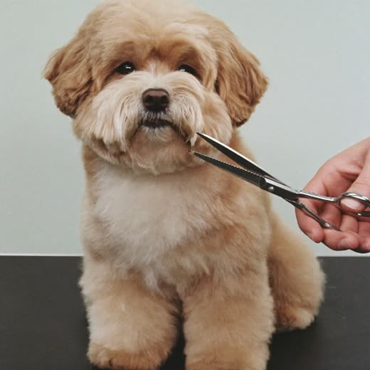 Small dog on a grooming table having its coat finished with scissors