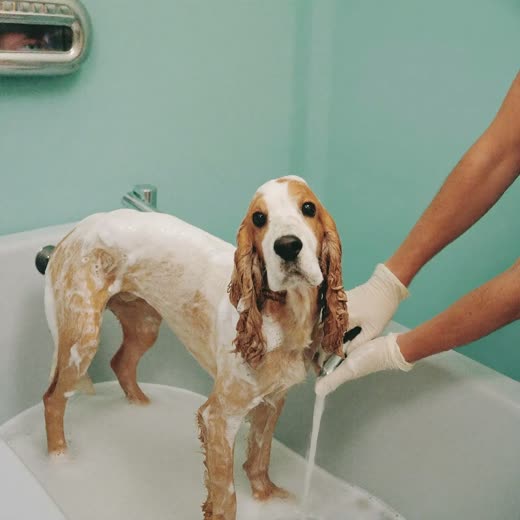 Dog covered in suds in the grooming bath